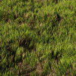Wild Grass