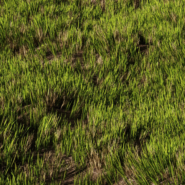 Wild Grass