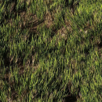 Wild Grass