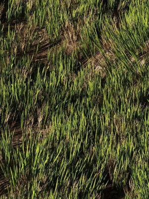 wild-grass-3d-model-a43de2d291