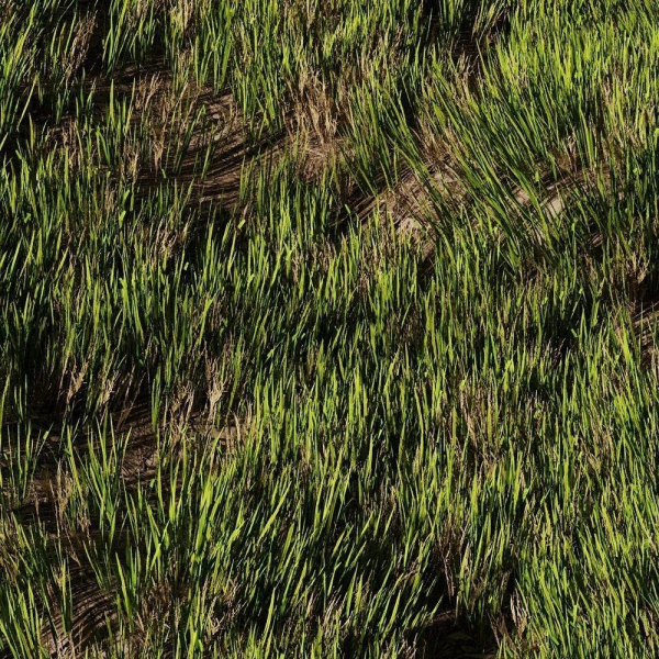 Wild Grass