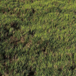 Wild Grass