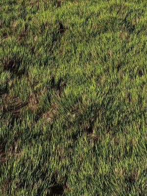 Wild Grass