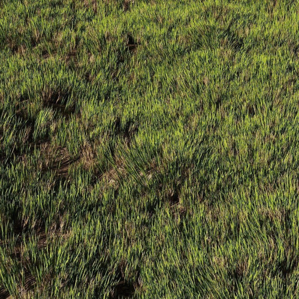 Wild Grass