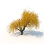 willow  fall tree