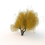 willow  fall tree
