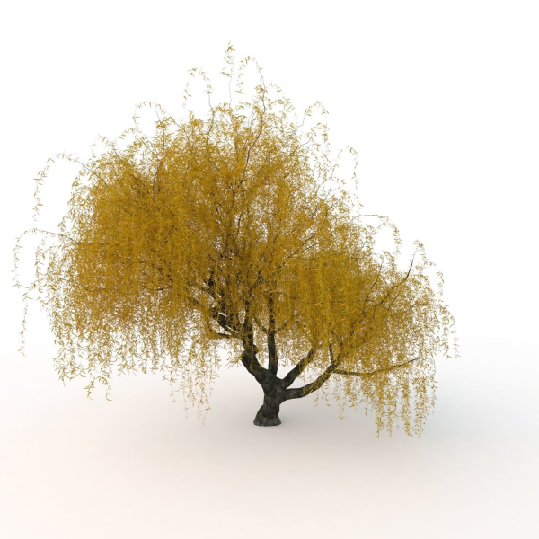 willow  fall tree