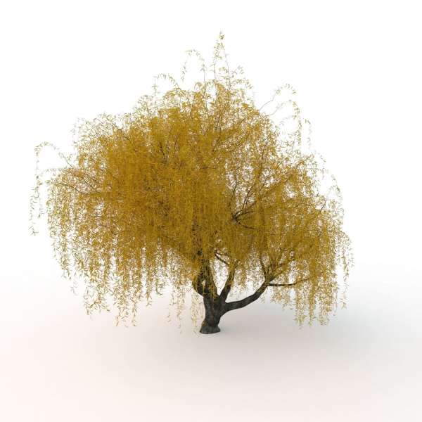 willow  fall tree