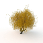 willow  fall tree