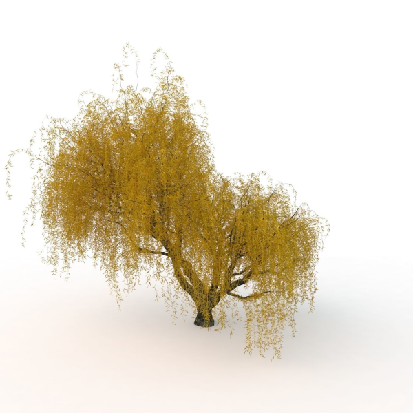 willow  fall tree