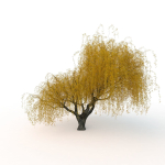 willow  fall tree
