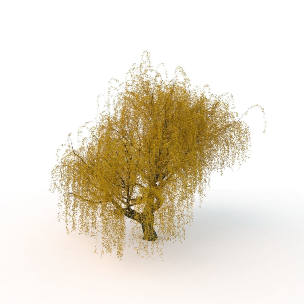 willow  fall tree
