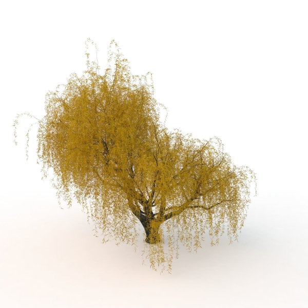 willow  fall tree
