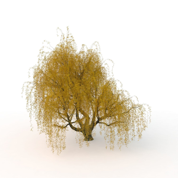 willow  fall tree