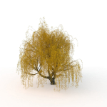 willow  fall tree