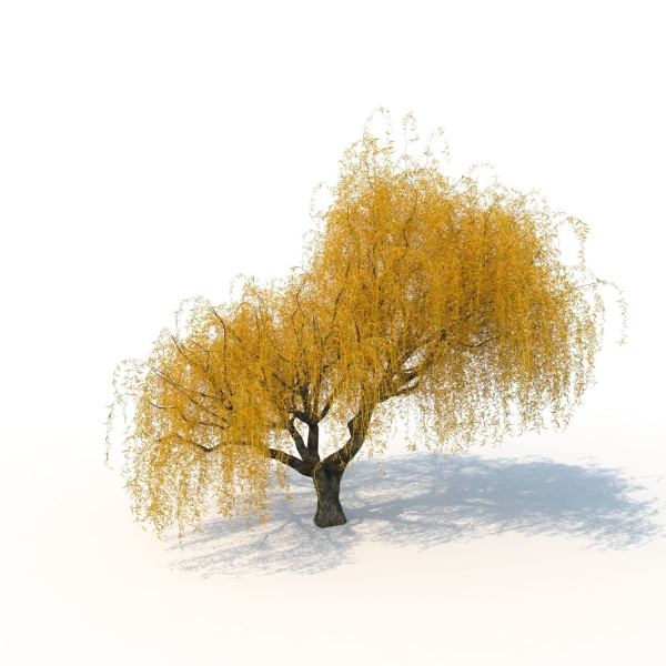 willow  fall tree