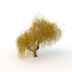 willow  fall tree