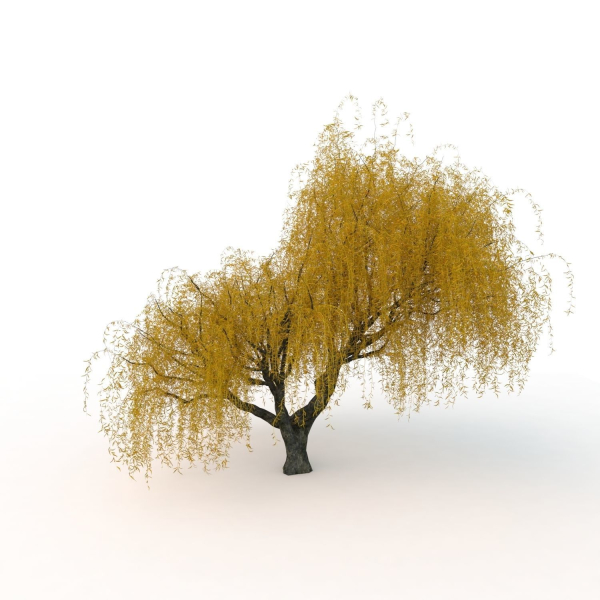 willow  fall tree