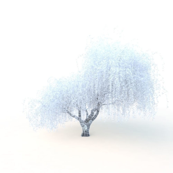 willow  fall tree