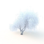 willow  fall tree
