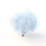 willow  fall tree