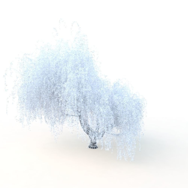 willow  fall tree