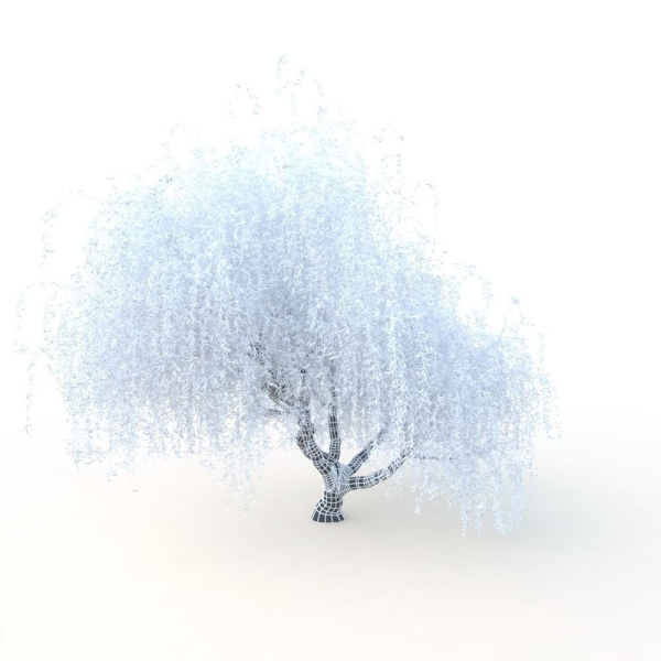 willow  fall tree