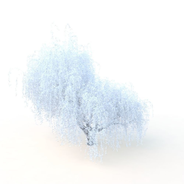 willow  fall tree
