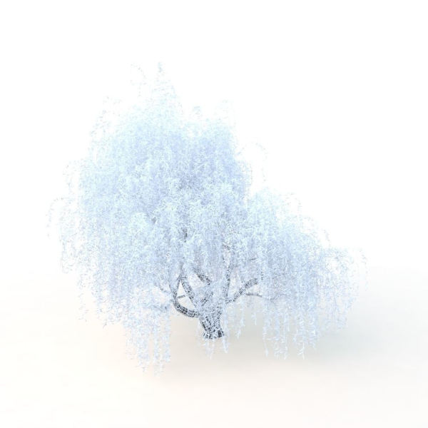willow  fall tree