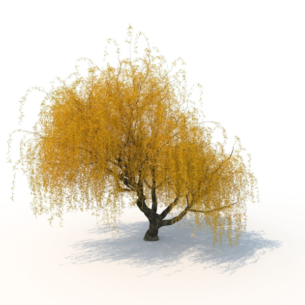willow  fall tree