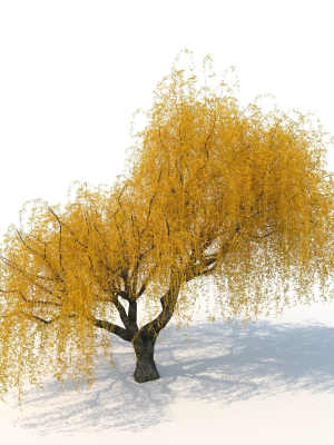 willow  fall tree