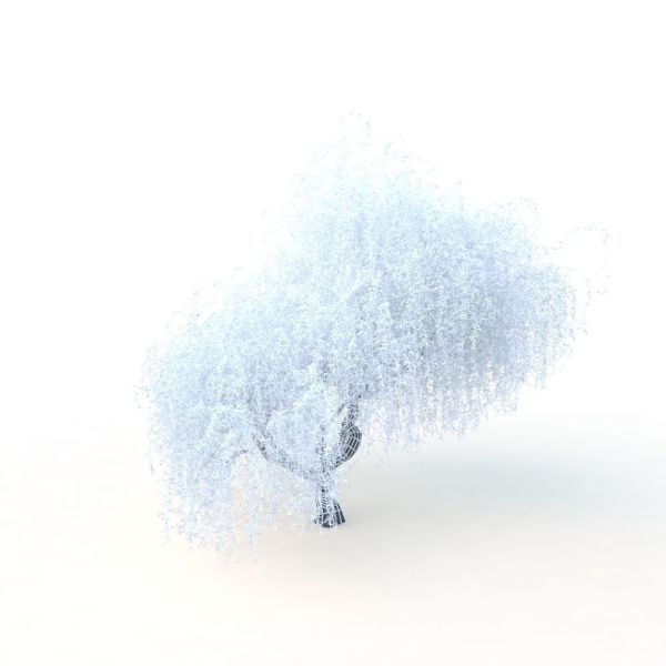 willow  fall tree
