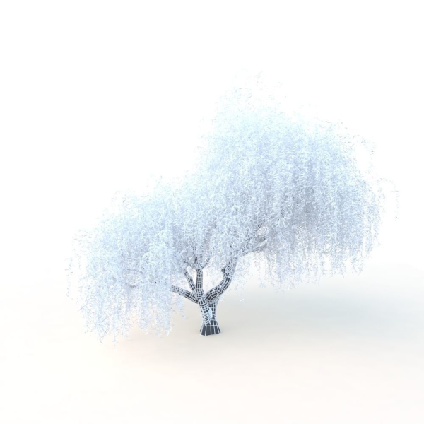 willow  fall tree