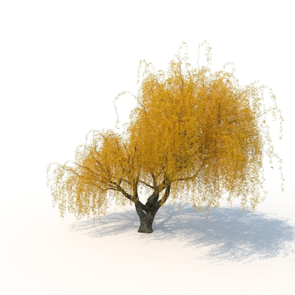 willow  fall tree