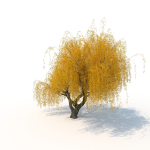 willow  fall tree