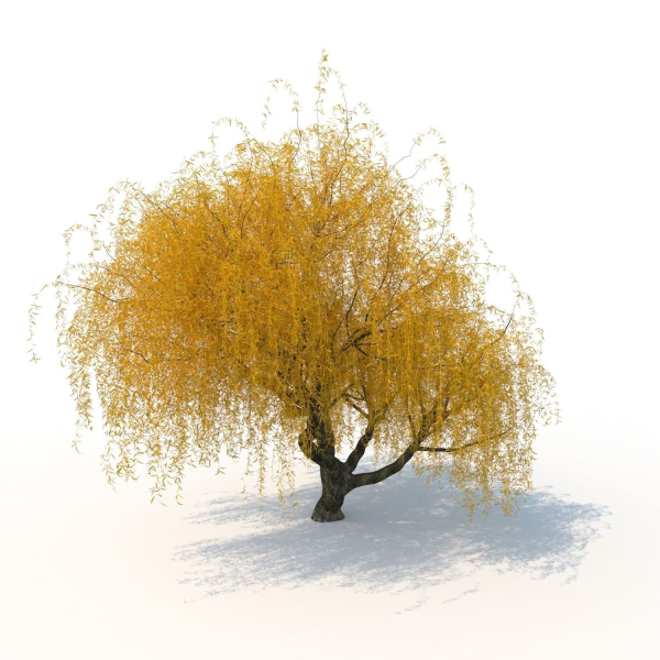 willow  fall tree