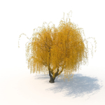 willow  fall tree