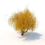 willow  fall tree