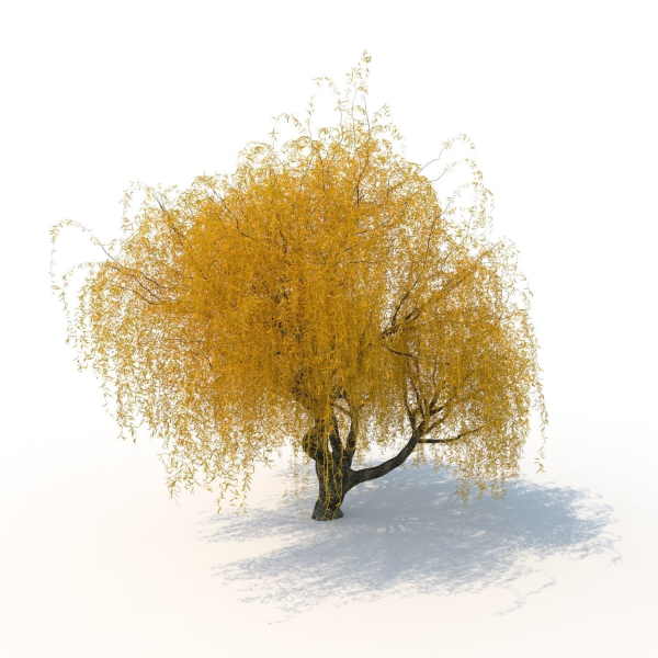 willow  fall tree