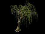Willow-Plant 13