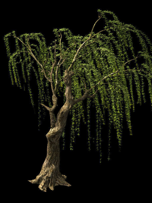 willow-plant-13-3d-model-max
