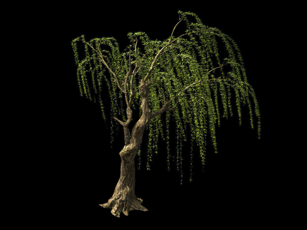 Willow-Plant 13