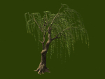 Willow-Plant 13