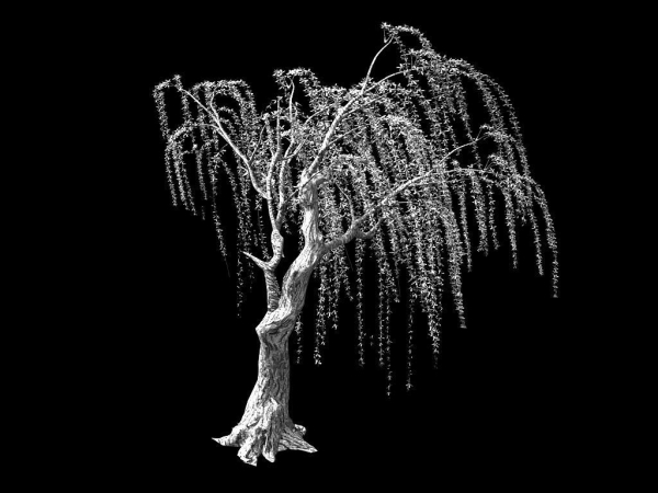 Willow-Plant 13