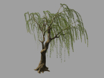 Willow-Plant 13