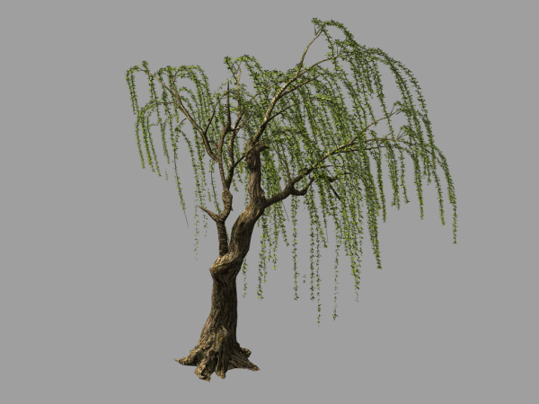 Willow-Plant 13