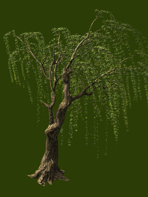 Willow-Plant 13