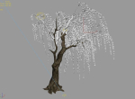 Willow-Plant 13