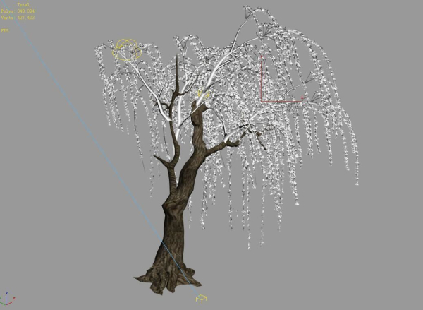 Willow-Plant 13