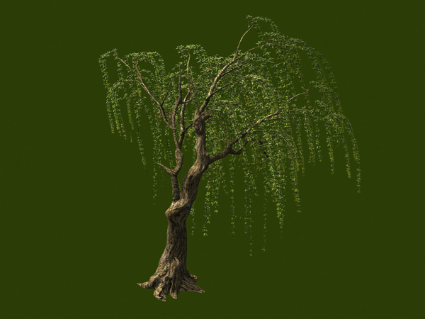 Willow-Plant 13